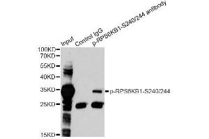 Immunoprecipitation analysis of 200ug extracts of 293 cells treated by PMA using 2. (RPS6 antibody  (pSer240, pSer244))