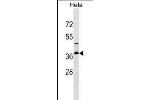 GOLPH3L Antibody (Center) (ABIN1537731 and ABIN2849701) western blot analysis in Hela cell line lysates (35 μg/lane).