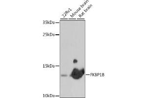 Western blot analysis of extracts of various cell lines, using FKBP1B antibody (ABIN7267212) at 1:1000 dilution. (FKBP1B antibody  (AA 1-80))