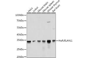 Western blot analysis of extracts of various cell lines, using HuR/EL antibody (ABIN7266913) at 1:1000 dilution. (ELAVL1 antibody)