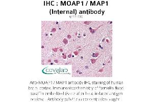Image no. 1 for anti-Modulator of Apoptosis 1 (MOAP1) (Internal Region) antibody (ABIN1737043)