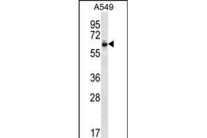 ZN Antibody (Center) (ABIN656290 and ABIN2845599) western blot analysis in A549 cell line lysates (35 μg/lane).
