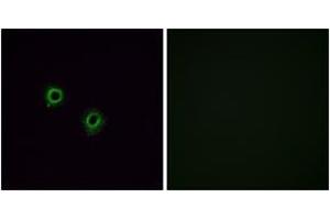 Immunofluorescence (IF) image for anti-Olfactory Receptor, Family 2, Subfamily J, Member 3 (OR2J3) (AA 262-311) antibody (ABIN2890985) (OR2J3 antibody  (AA 262-311))
