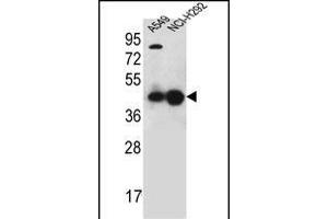 PURA Antibody (C-term) (ABIN1881707 and ABIN2845181) western blot analysis in A549,NCI- cell line lysates (35 μg/lane). (PURA antibody  (C-Term))
