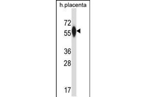 Western blot analysis in human placenta tissue lysates (35ug/lane). (P4HA3 antibody  (AA 274-303))