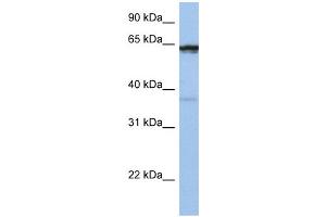 WB Suggested Anti-POPDC2 Antibody Titration:  0. (POPDC2 antibody  (Middle Region))