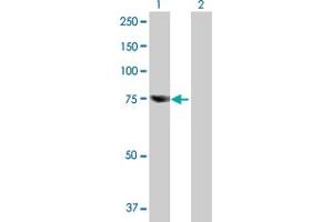 Western Blot analysis of RBM35A expression in transfected 293T cell line by RBM35A MaxPab polyclonal antibody. (ESRP1 antibody  (AA 1-681))