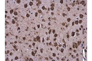 IHC-P Image Grp78 antibody [N2C1], Internal detects Grp78 protein at cytoplasm in mouse brain by immunohistochemical analysis. (GRP78 antibody  (Internal Region))