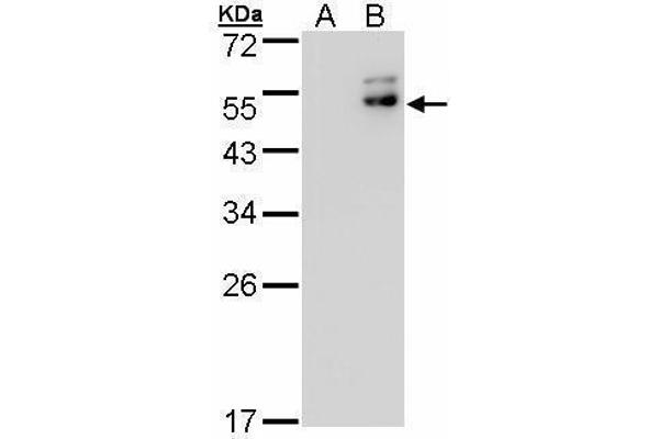 DPF2 antibody  (Center)
