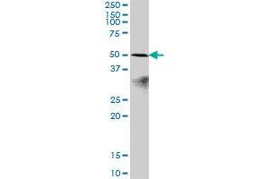 POLR1E MaxPab polyclonal antibody. (POLR1E antibody  (AA 1-419))