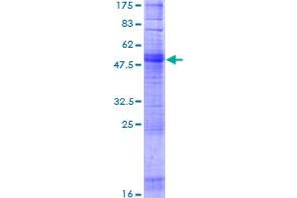 OR1A2 Protein (AA 1-309) (GST tag)