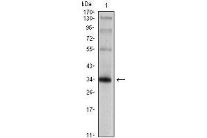 Western Blot showing SYP antibody used against rat brain tissue lysate. (Synaptophysin antibody)
