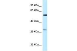Image no. 1 for anti-Partner of NOB1 Homolog (PNO1) (AA 31-80) antibody (ABIN6747798) (PNO1 antibody  (AA 31-80))