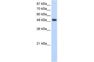 RBMS1 antibody used at 1. (RBMS1 antibody  (Middle Region))