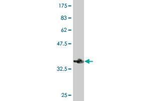 Western Blot detection against Immunogen (36.