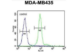 ALX4 Antibody (Center) flow cytometric analysis of MDA-MB435 cells (right histogram) compared to a negative control cell (left histogram). (ALX4 antibody  (Middle Region))