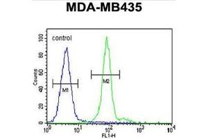 ALX4 Antibody (Center) flow cytometric analysis of MDA-MB435 cells (right histogram) compared to a negative control cell (left histogram).