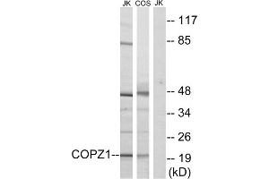 Western blot analysis of extracts from Jurkat cells and COS cells, using COPZ1 antibody. (COPZ1 antibody  (N-Term))