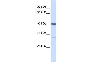 WB Suggested Anti-DNAJB11 Antibody Titration:  0.