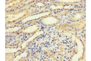 Immunohistochemistry of paraffin-embedded human kidney tissue using ABIN7172830 at dilution of 1:100 (TGFB3 antibody  (AA 24-300))