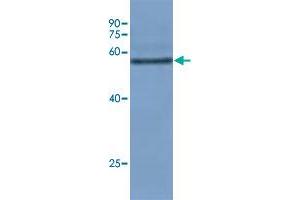 Western blot analysis of rice leaf tissue at seeding stage with Os08g0103300 polyclonal antibody  at 1:10000 dilution. (TULP12 antibody)