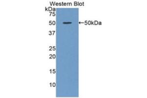 Western Blotting (WB) image for anti-Orosomucoid 1 (ORM1) (AA 33-195) antibody (ABIN3207794)