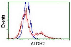 Image no. 2 for anti-Aldehyde Dehydrogenase 2 Family (Mitochondrial) (ALDH2) antibody (ABIN1496589) (ALDH2 antibody)