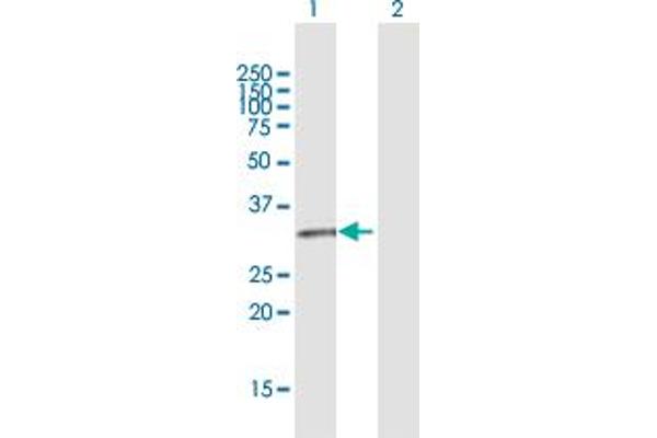 GPR146 antibody  (AA 1-333)