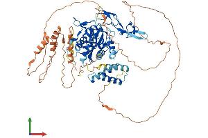 AlphaFold protein structure predicition of Human Recombinant REXO1L1P Protein, UniprotID Q8IX06 (REXO1L1 Protein (AA 1-675) (His tag))