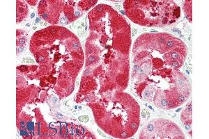 ABIN870664 (5µg/ml) staining of paraffin embedded Human Kidney. (FGF5 antibody  (C-Term))