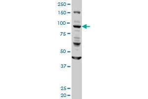 GOLGA1 monoclonal antibody (M01), clone 6G3 Western Blot analysis of GOLGA1 expression in HeLa . (GOLGA1 antibody  (AA 668-767))