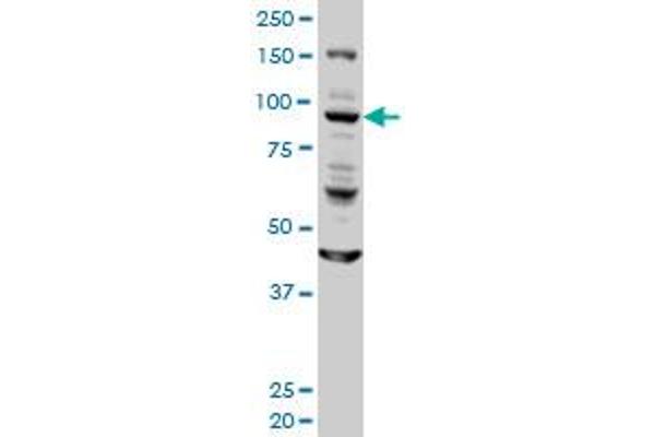GOLGA1 antibody  (AA 668-767)