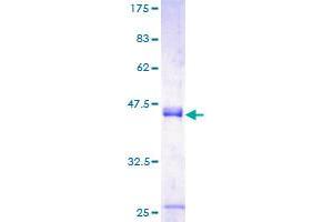 Interleukin enhancer-binding factor 3 (ILF3) (AA 1-158) protein (GST tag)