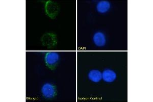 Immunofluorescence staining of fixed K562 cells with anti-Glycophorin A M antigen antibody M2A1. (Recombinant Glycophorin A M Antigen antibody)