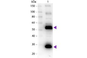 Western Blot of Goat anti-Human IgG Pre-Adsorbed Biotin Conjugated Secondary Antibody.