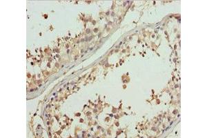 Immunohistochemistry of paraffin-embedded human testis tissue using ABIN7160689 at dilution of 1:100 (GNS antibody  (AA 293-552))