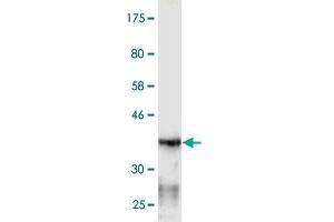 Western Blot detection against Immunogen (36. (EXOC7 antibody  (AA 586-684))