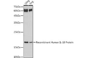 Western blot analysis of extracts of Recombinant Human IL-18 Protei, using IL18 antibody (ABIN7267992) at 1:1000 dilution. (IL-18 antibody)