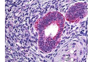 Anti-PLA2G4A antibody IHC of human uterus. (PLA2G4A antibody  (AA 153-166))