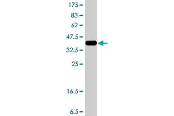 Myosin IXA antibody  (AA 719-828)