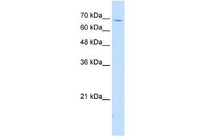 WB Suggested Anti-IL18RAP Antibody Titration:  2. (IL18RAP antibody  (N-Term))