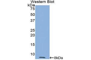 Western Blotting (WB) image for anti-Trefoil Factor 3 (Intestinal) (TFF3) (AA 24-80) antibody (ABIN1174898) (TFF3 antibody  (AA 24-80))