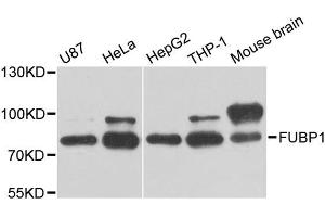 Western blot analysis of extracts of various cell lines, using FUBP1 antibody (ABIN5973257) at 1/1000 dilution.