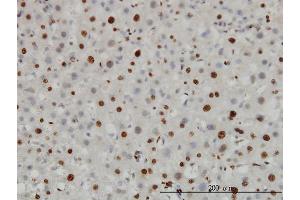 Immunoperoxidase of monoclonal antibody to H3F3B on formalin-fixed paraffin-embedded human liver. (H3F3B antibody  (AA 1-136))