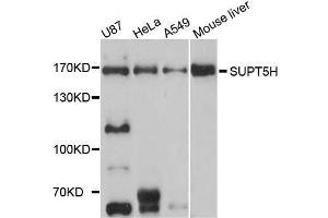 Western blot analysis of extracts of various cell lines, using SUPT5H antibody (ABIN5996336) at 1/1000 dilution. (SUPT5H antibody)