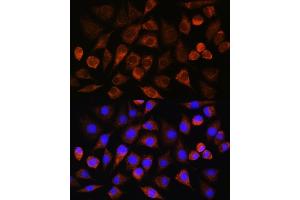 Immunofluorescence analysis of L929 cells using BRINP3 Rabbit pAb (ABIN7267118) at dilution of 1:100. (FAM5C antibody)