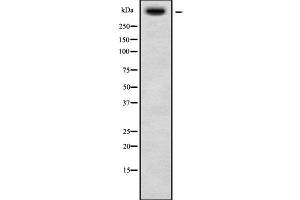 Western blot analysis USP34 using HT29 whole cell lysates (USP34 antibody  (N-Term))