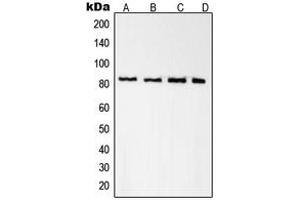 Western blot analysis of Radixin expression in A431 (A), K562 (B), NIH3T3 (C), PC12 (D) whole cell lysates.