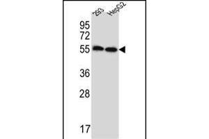 ERV3 Antibody (C-Term) (ABIN657358 and ABIN2846408) western blot analysis in 293,HepG2 cell line lysates (35 μg/lane).
