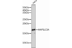 Western blot analysis of extracts of HeLa cells, using MLC3A Rabbit mAb (ABIN7268517) at 1:1000 dilution. (MAP1LC3A antibody)